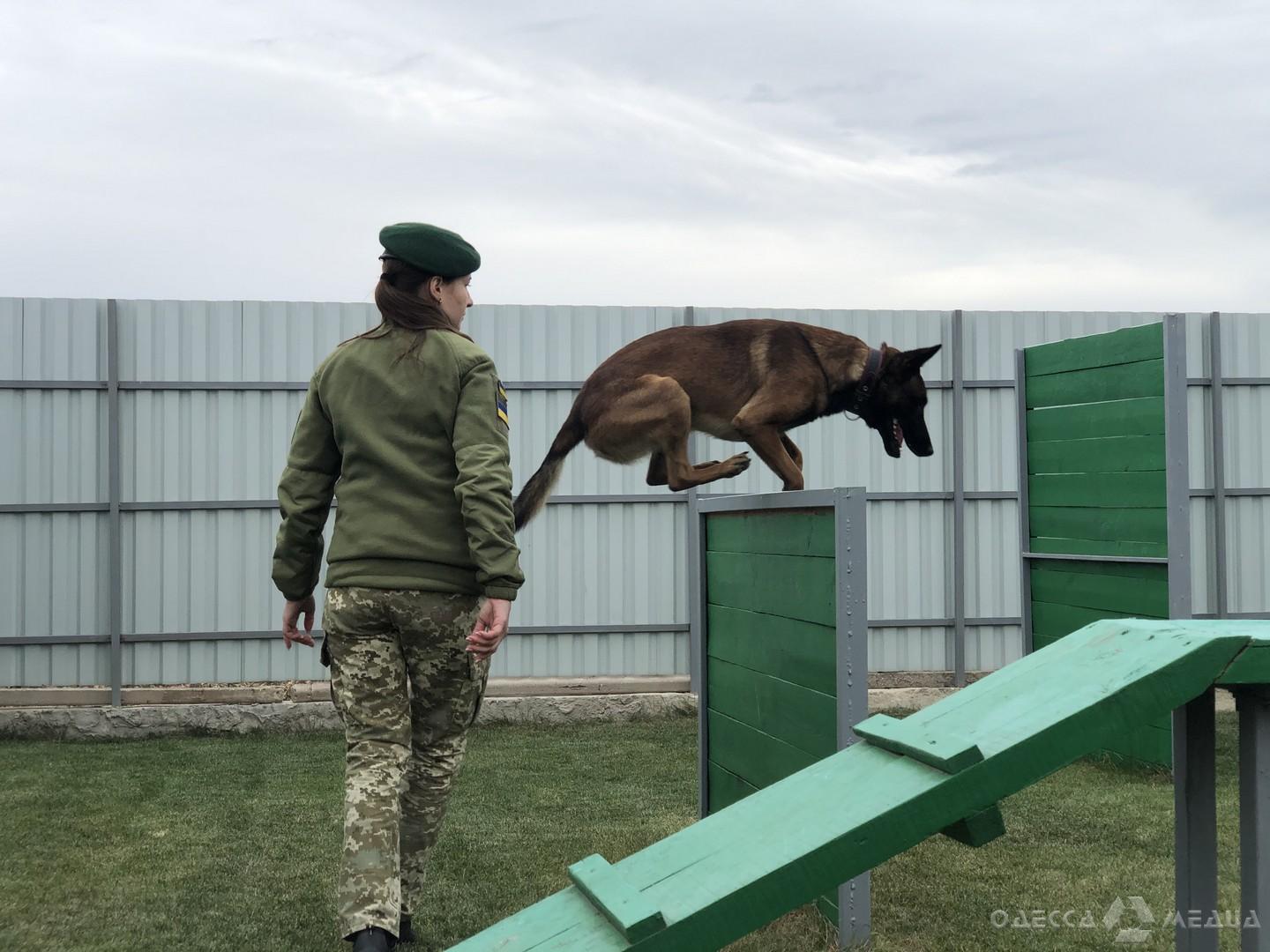 С днем пограничной кинологии картинки