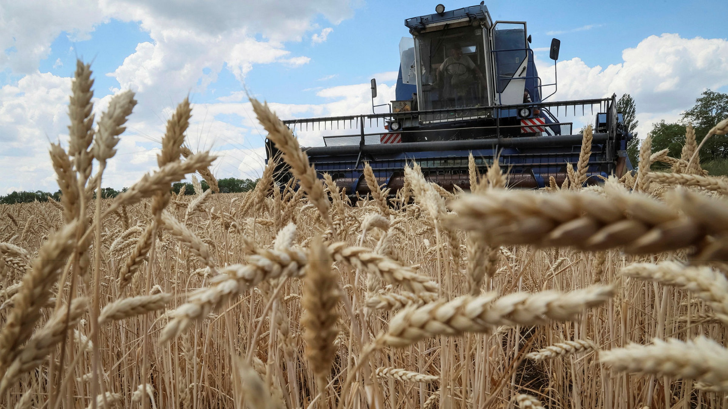 Почему зерно украины. Пшеница собранная. Пшеница Украина. Зерновая сделка. Fermer XO'jaligi jpg.